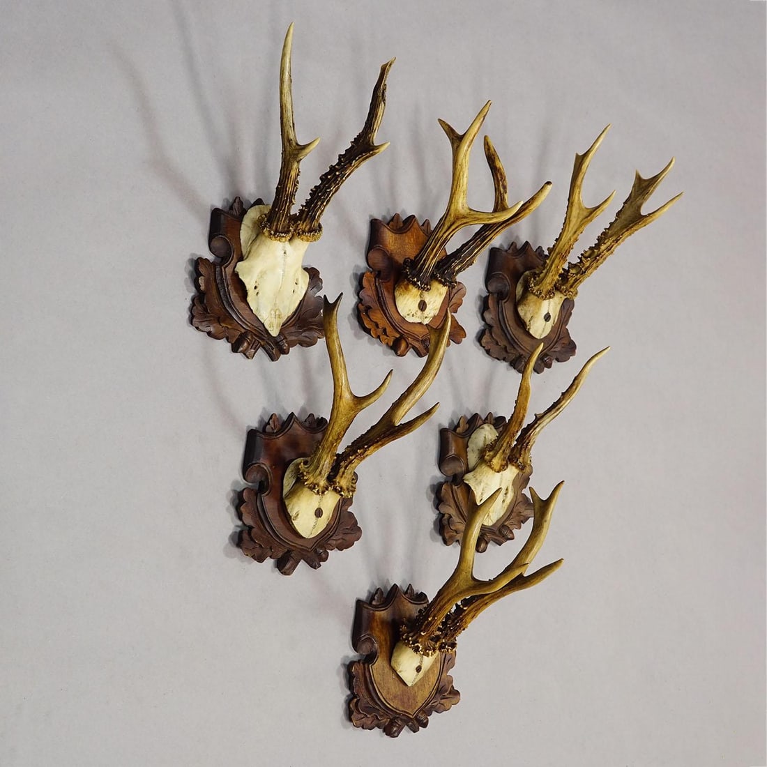 Antique Set of Black Forest Roe Deer Trophies, Germany Ca. 1890s/1900s - 5