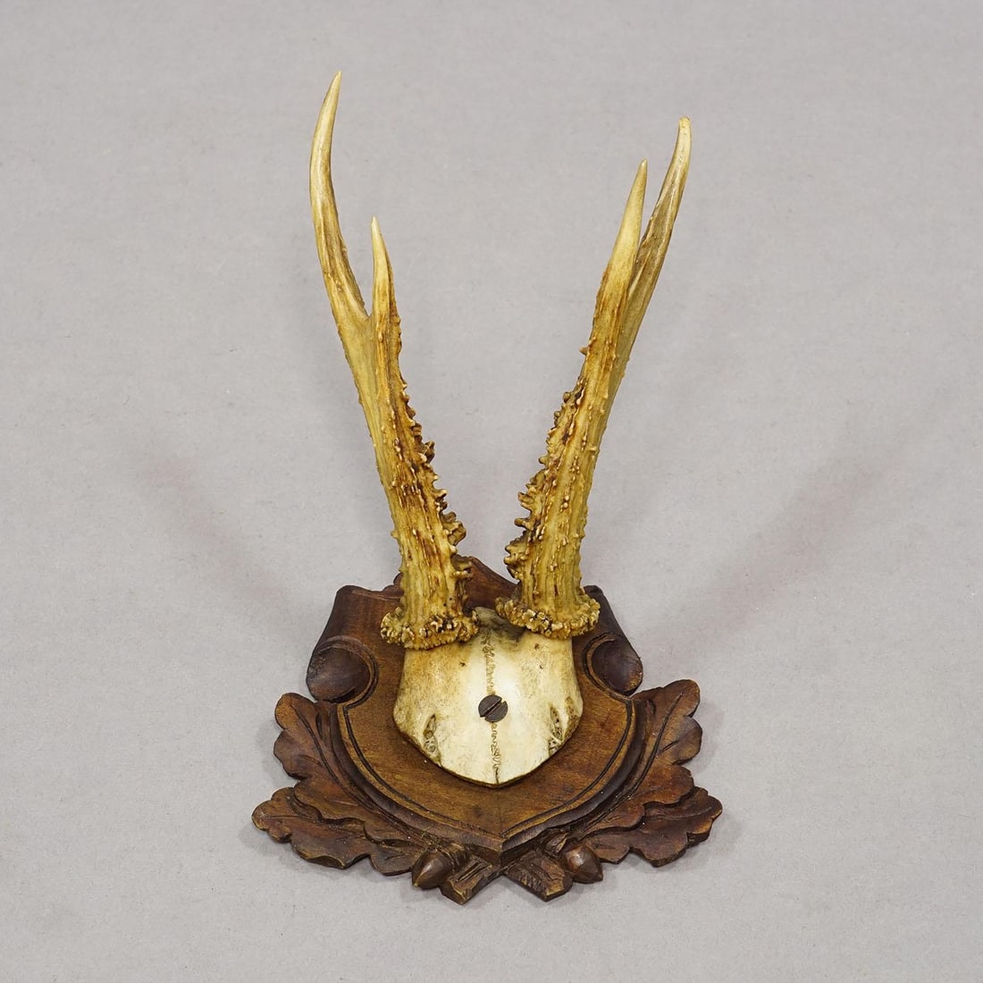 Antique Set of Black Forest Roe Deer Trophies, Germany Ca. 1890s/1900s - 6