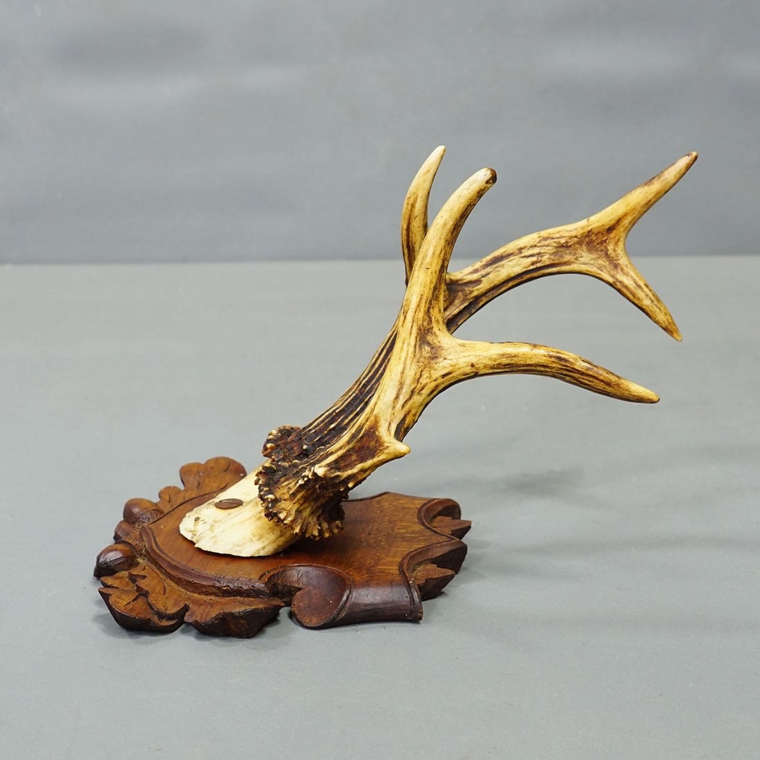 Antique Set of Black Forest Roe Deer Trophies, Germany Ca. 1890s/1900s - 7