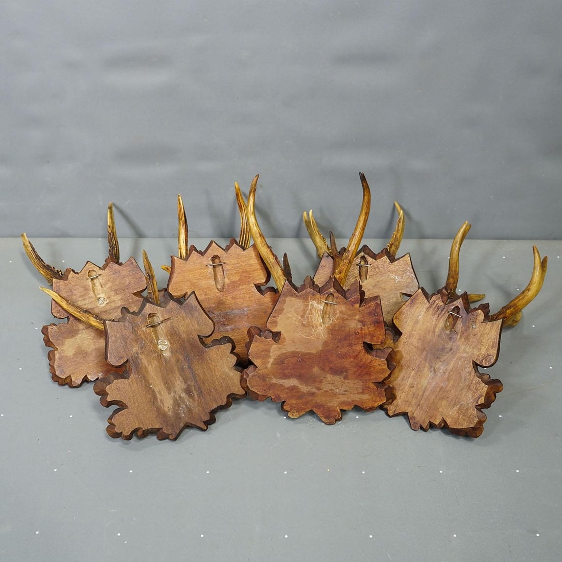 Antique Set of Black Forest Roe Deer Trophies, Germany Ca. 1890s/1900s - 8