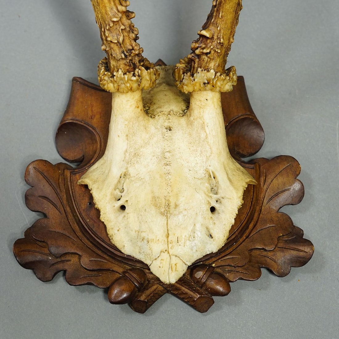 Set of Six Antique Roe Deer Trophies, Germany Ca. 1890s / 1900s - 10