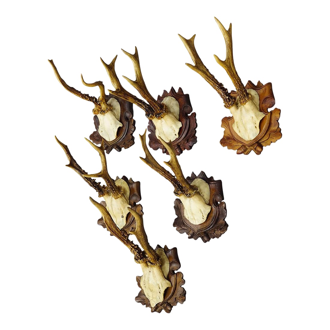 Set of Six Antique Roe Deer Trophies, Germany Ca. 1890s / 1900s: Set of Six Antique Roe Deer Trophies, Germany ca. 1890s / 1900s A great collection of six antique roe deer (Capreolus capreolus) antler trophies from the turn of the 20th century, originating from
