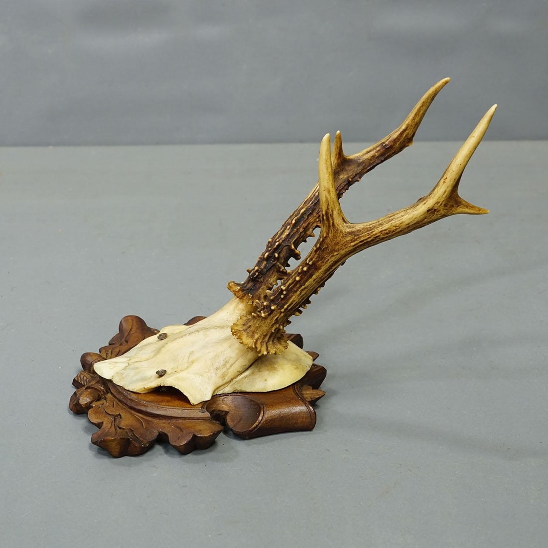 Set of Six Antique Roe Deer Trophies, Germany Ca. 1890s / 1900s - 2