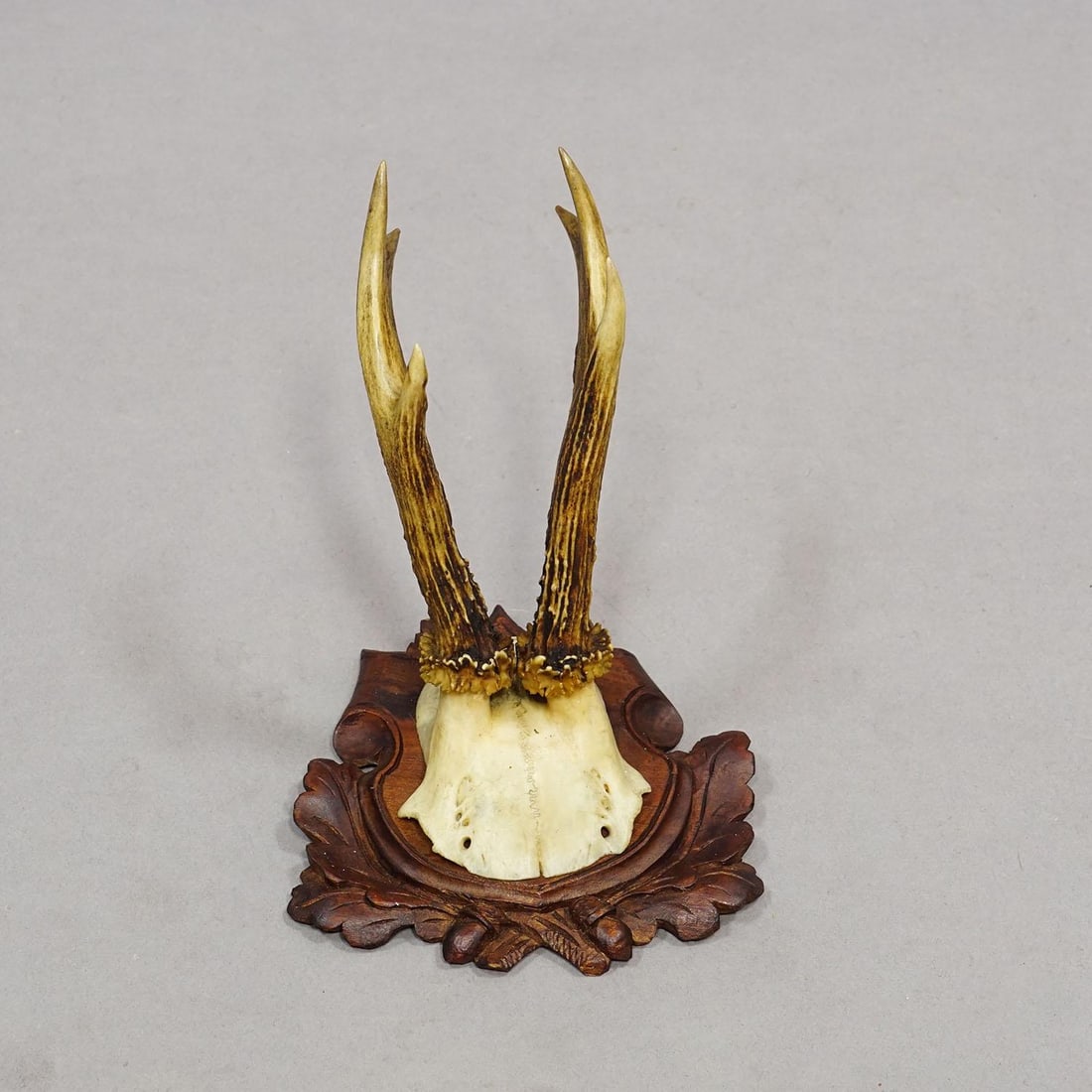 Set of Six Antique Roe Deer Trophies, Germany Ca. 1890s / 1900s - 3