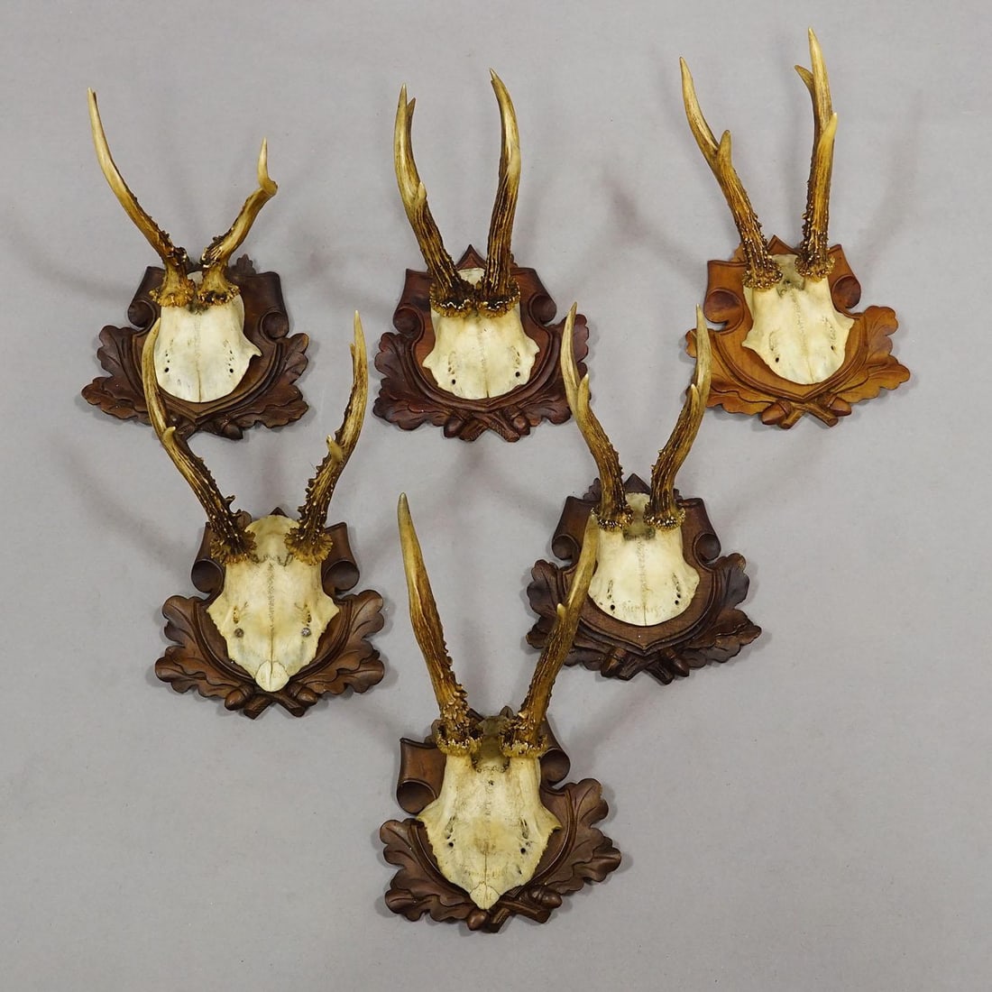 Set of Six Antique Roe Deer Trophies, Germany Ca. 1890s / 1900s - 4