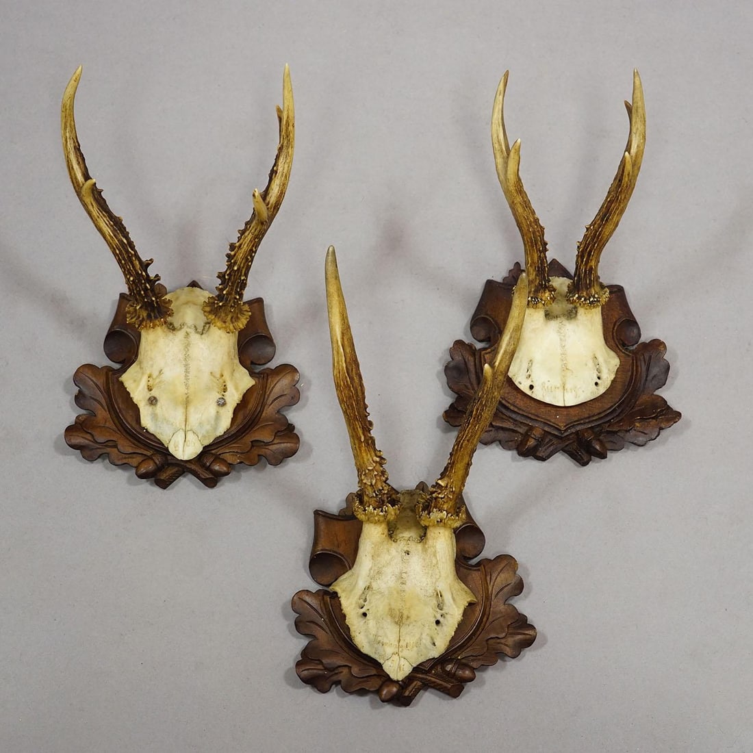 Set of Six Antique Roe Deer Trophies, Germany Ca. 1890s / 1900s - 5