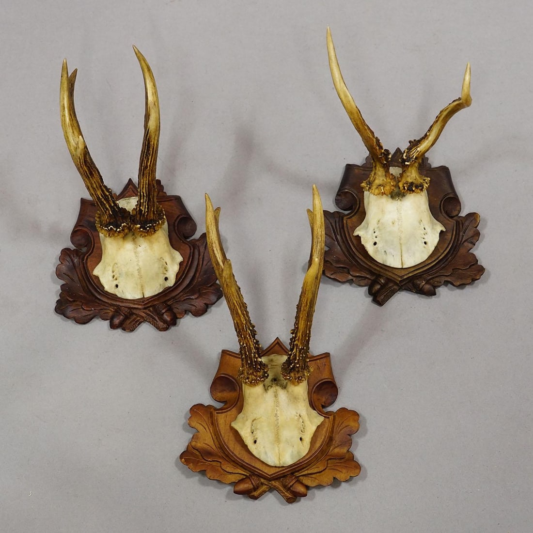 Set of Six Antique Roe Deer Trophies, Germany Ca. 1890s / 1900s - 6