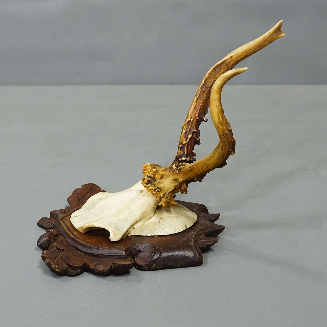 Set of Six Antique Roe Deer Trophies, Germany Ca. 1890s / 1900s - 7