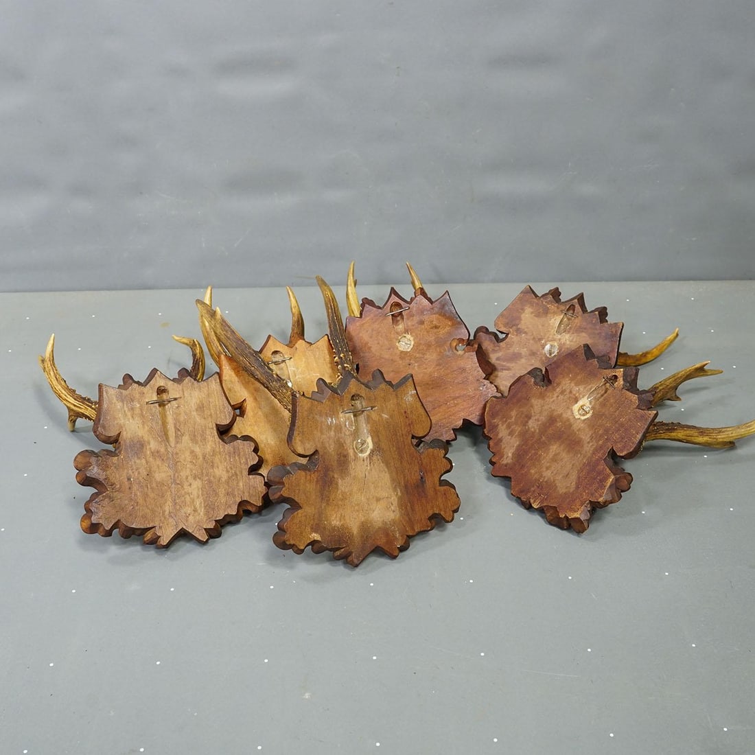 Set of Six Antique Roe Deer Trophies, Germany Ca. 1890s / 1900s - 8