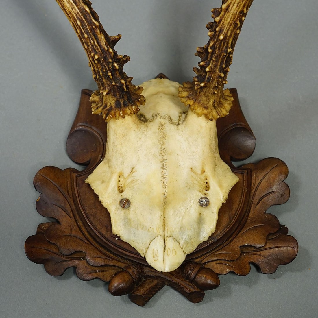 Set of Six Antique Roe Deer Trophies, Germany Ca. 1890s / 1900s - 9