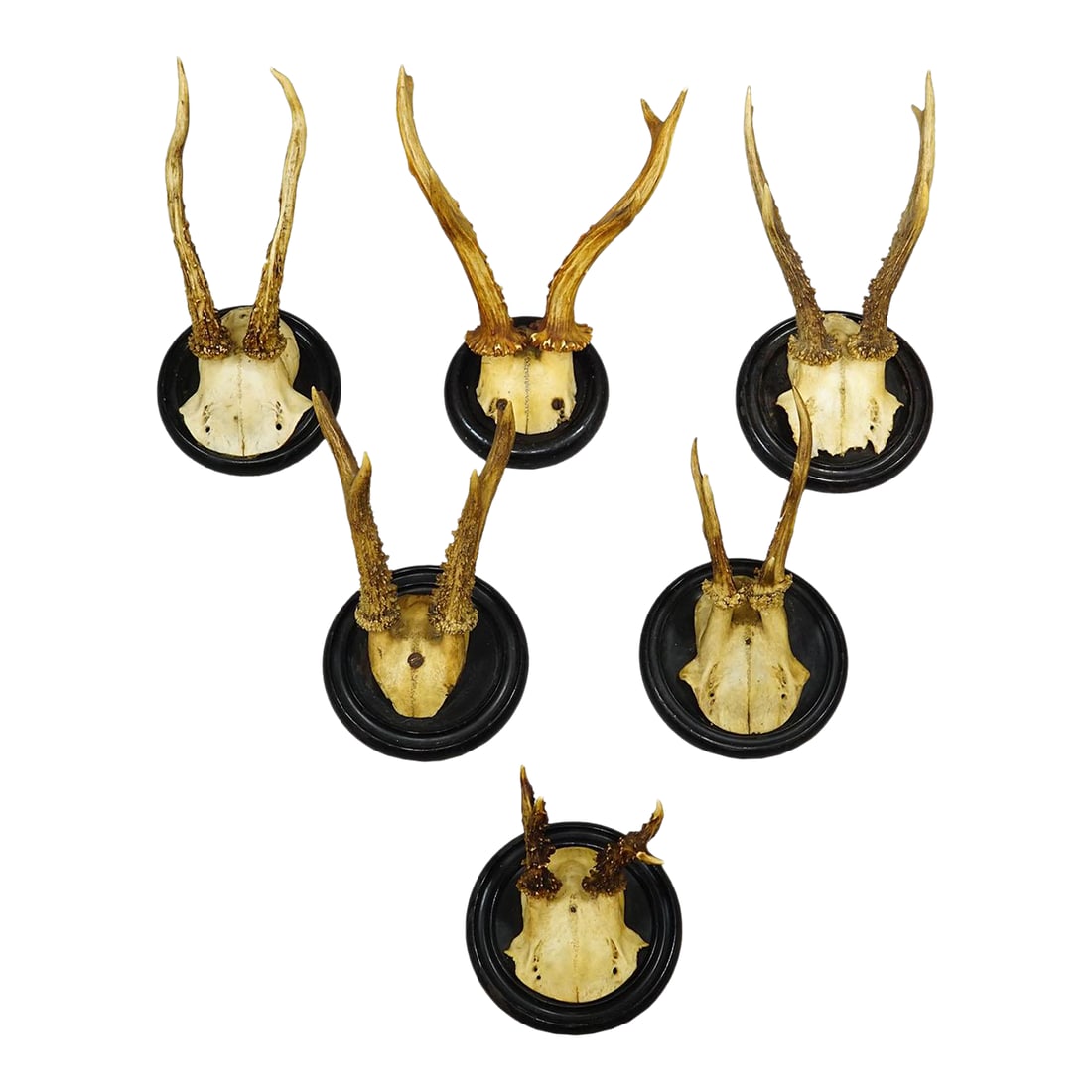 Antique Collection of Six Roe Deer Trophies on Turned Plaques, Germany Ca. 1900s: Antique Collection of Six Roe Deer Trophies on Turned Plaques, Germany ca. 1900s A great collection of six antique roe deer (Capreolus capreolus) antler trophies, shot arround 1900, originating from