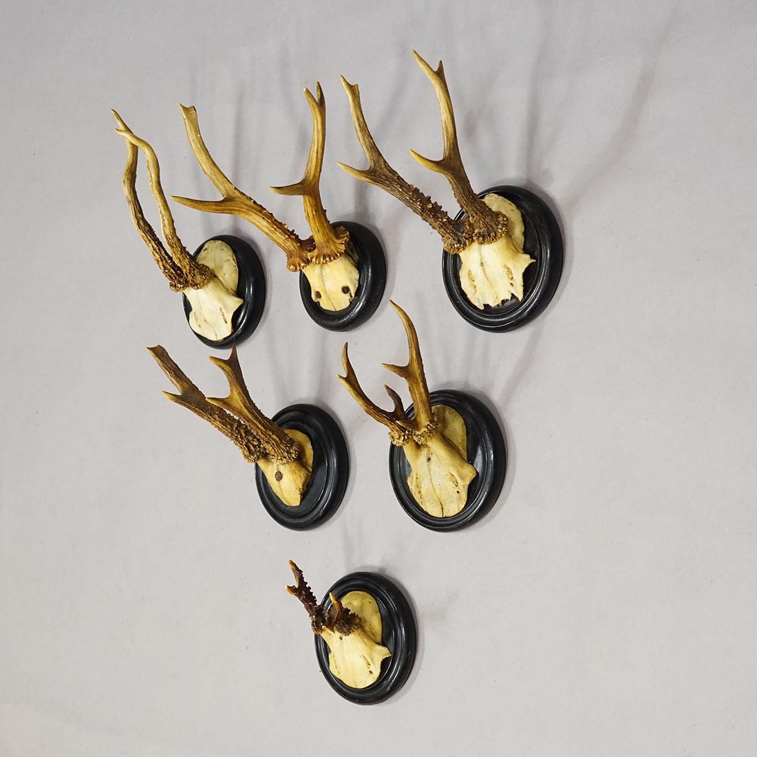 Antique Collection of Six Roe Deer Trophies on Turned Plaques, Germany Ca. 1900s - 3