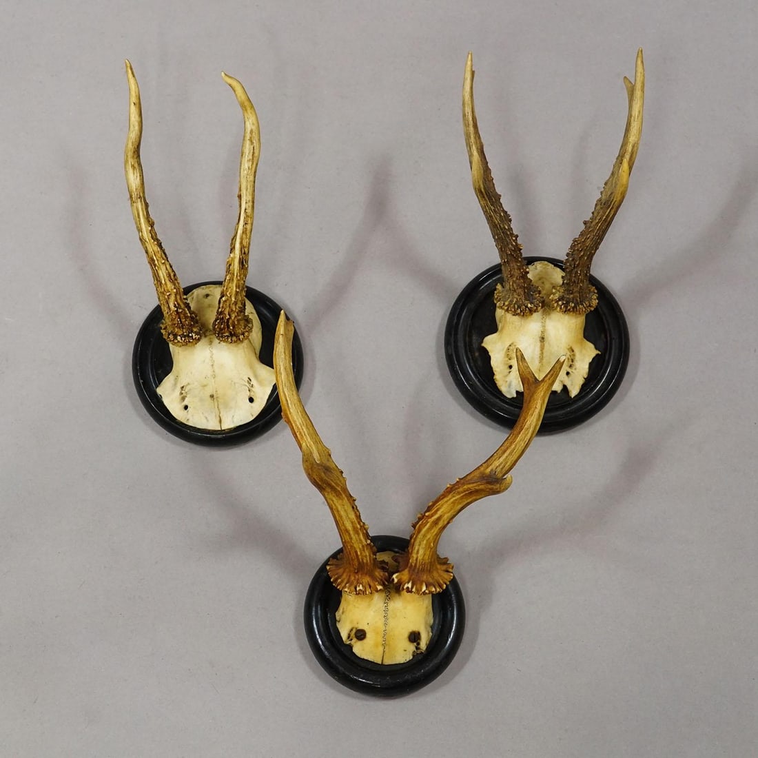 Antique Collection of Six Roe Deer Trophies on Turned Plaques, Germany Ca. 1900s - 5