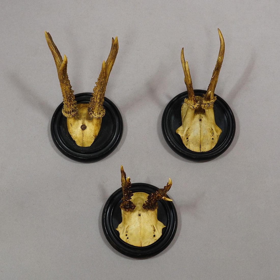 Antique Collection of Six Roe Deer Trophies on Turned Plaques, Germany Ca. 1900s - 6
