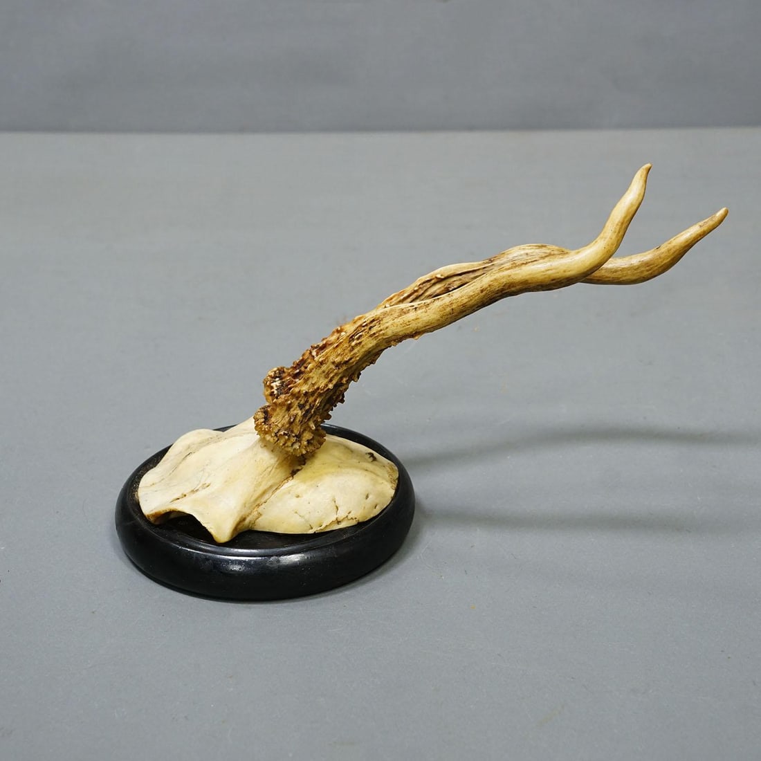 Antique Collection of Six Roe Deer Trophies on Turned Plaques, Germany Ca. 1900s - 7
