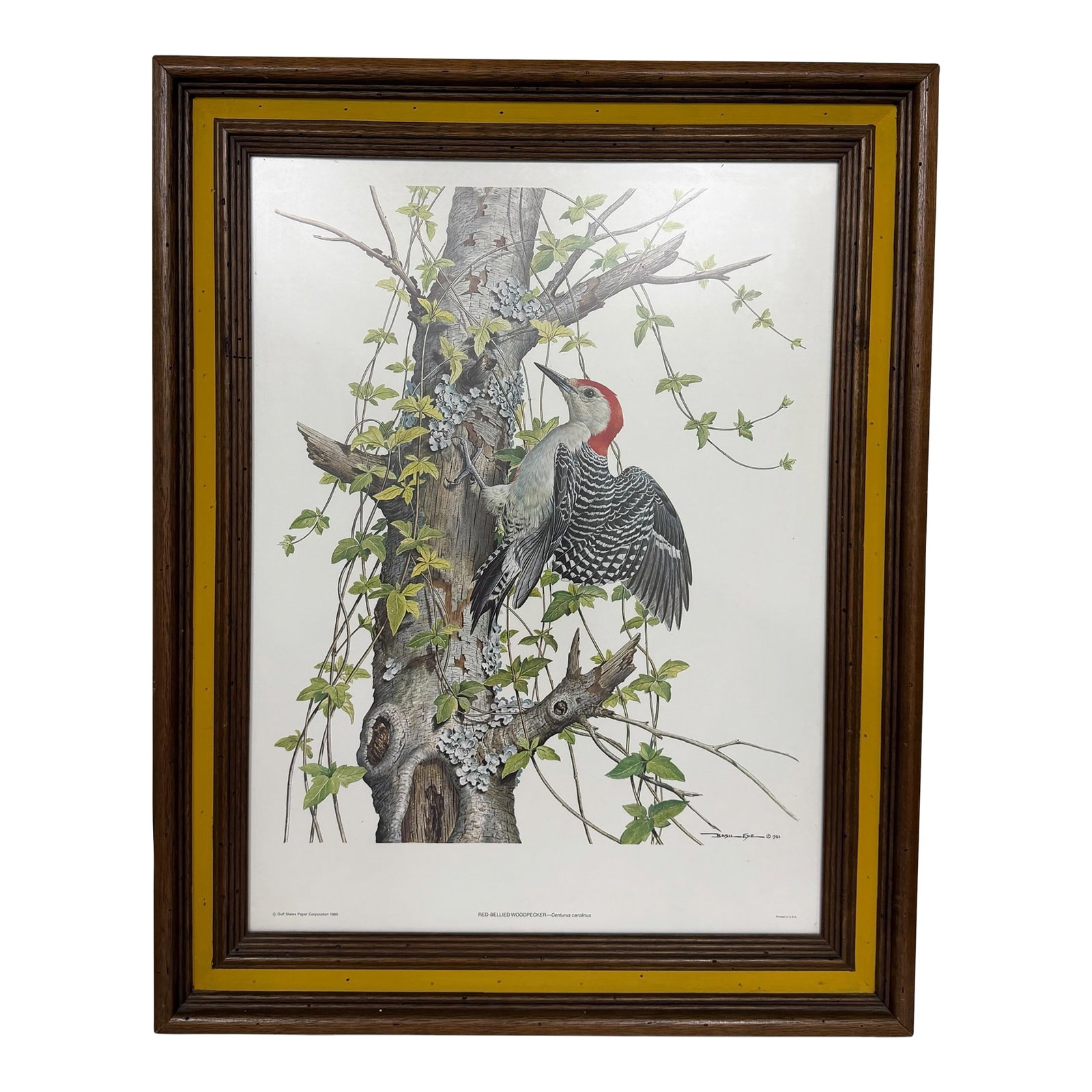 Vintage Red Bellied Woodpecker Framed Print: Vintage wood framed print of a red-bellied woodpecker. print is behind non-glare glass. Frame outside measurement 22.5" w x 2" d x 29.5" h , inside measurement 18" w x 21" h Condition: Alterations: