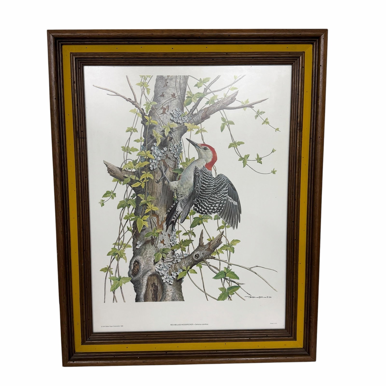 Vintage Red Bellied Woodpecker Framed Print - 2