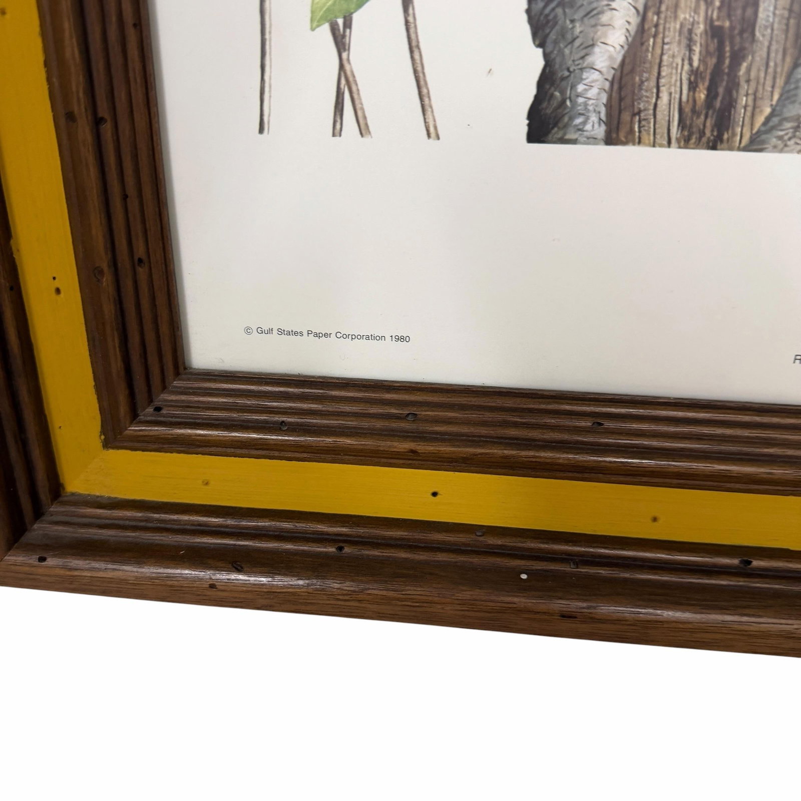 Vintage Red Bellied Woodpecker Framed Print - 5