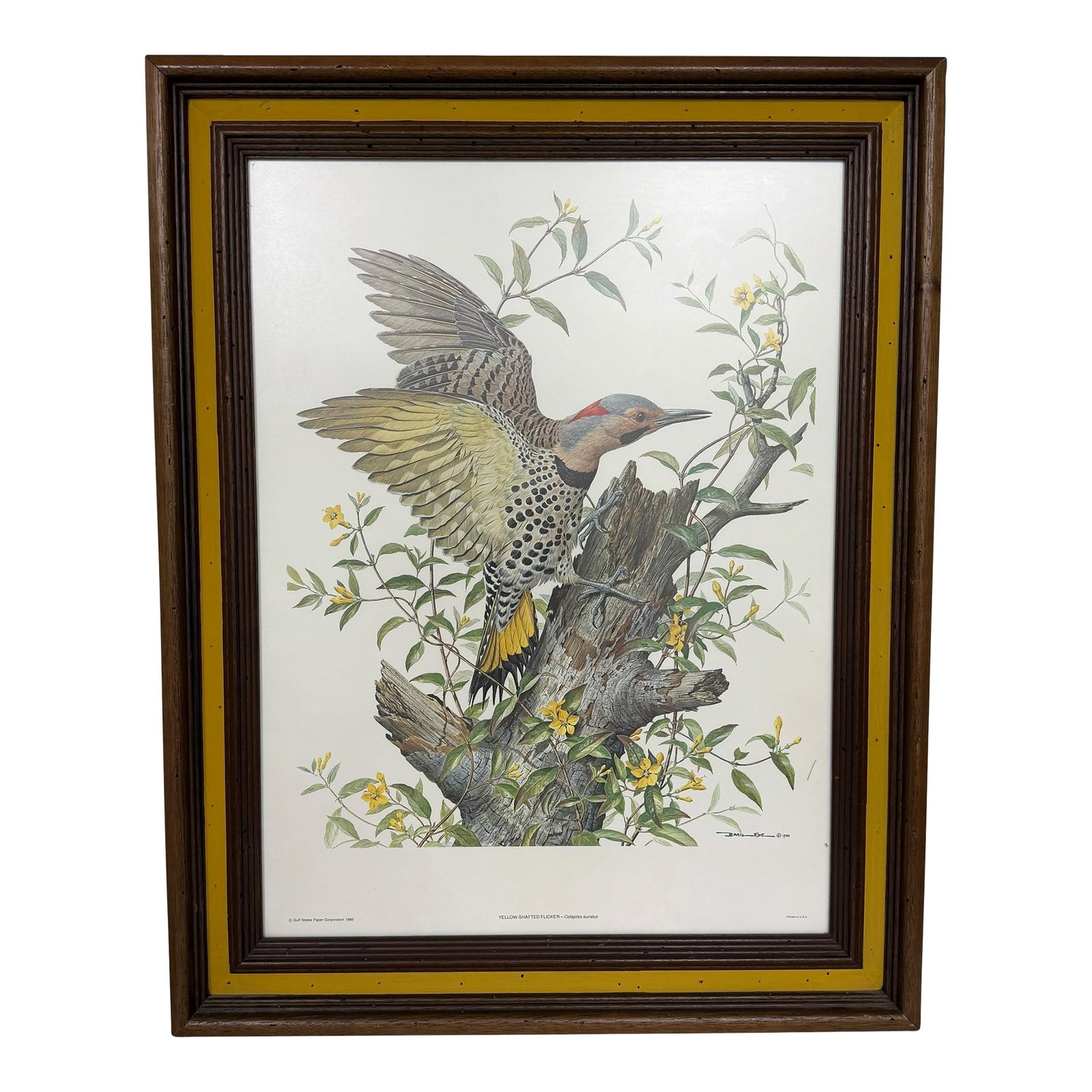 Vintage Yellow Shafted Flicker - Colaptes Auratus Framed Print: Vintage framed print of the Yellow Shafted Flicker - Colaptes Auratus. Frame behind a non glare glass in a solid wood frame. Measures 22.5" w x 2" thick x 29.5" h. Inside frame measures 17.5" w x