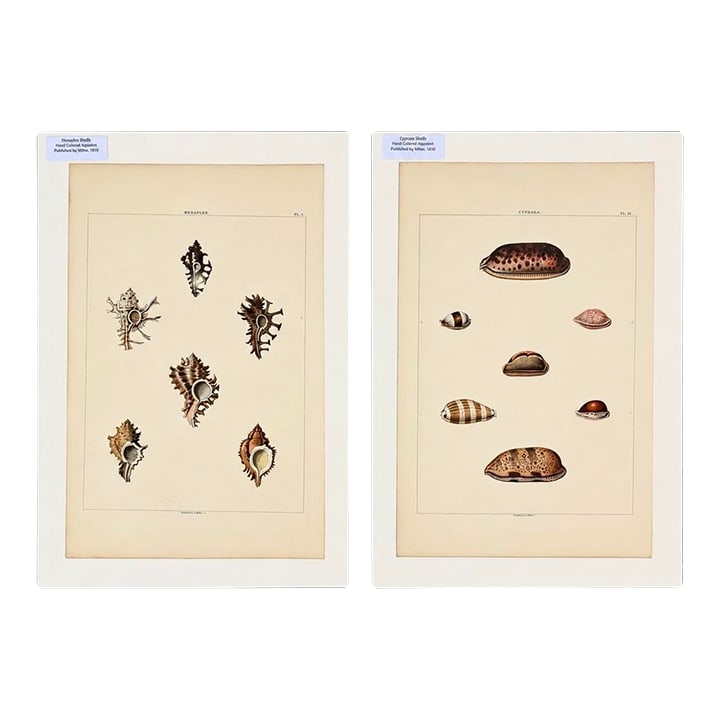 Murex & Cowrie Shell, Original Pair of Shell Engravings, 1810: A striking early 19th-century engraving depicting beautifully detailed murex and cowrie shells, originally published in Natural History of Shells by renowned naturalist and illustrator George Perry.