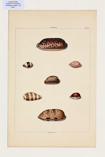 Murex & Cowrie Shell, Original Pair of Shell Engravings, 1810 - 2