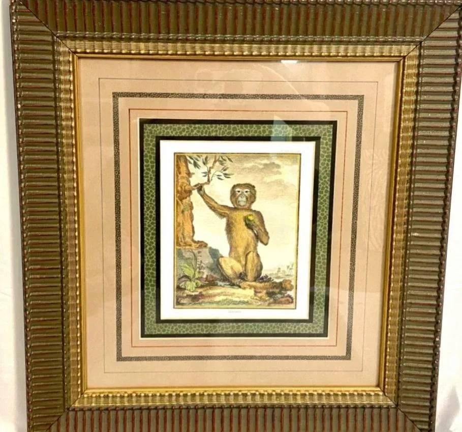 After George Buffon Monkey Engraving, Framed and Matted - 2