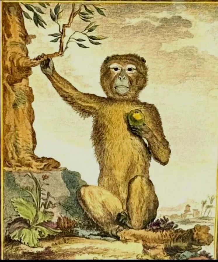 After George Buffon Monkey Engraving, Framed and Matted - 3