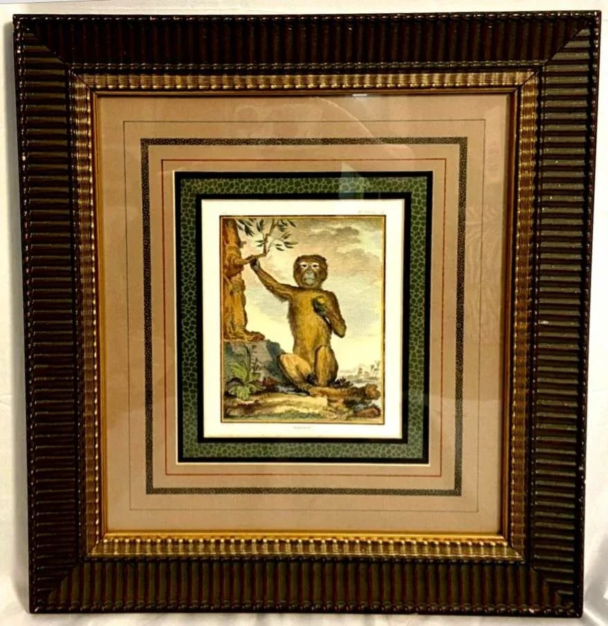After George Buffon Monkey Engraving, Framed and Matted - 6