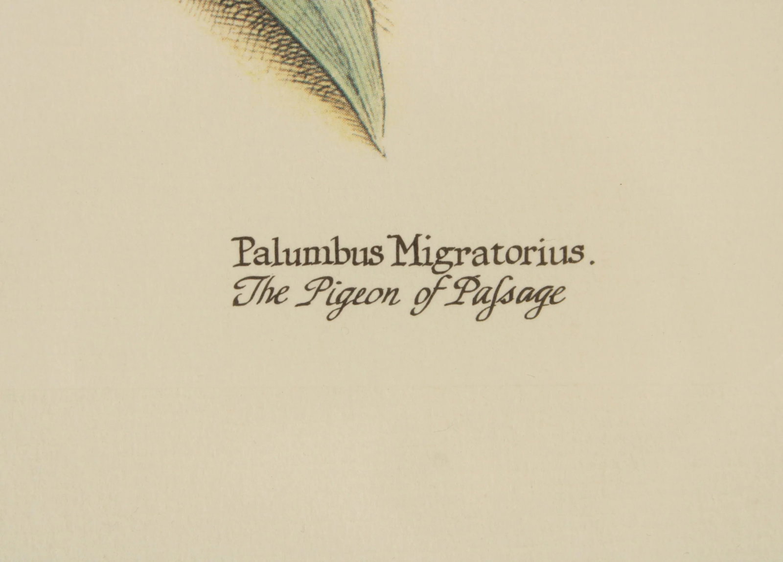 Vintage 'The Pigeon of Passage' Engraving after Mark Catesby - 10