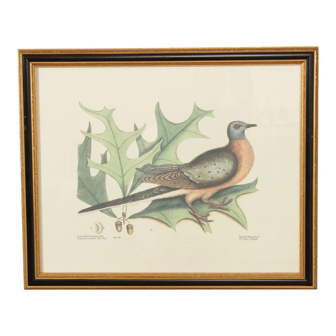 Vintage 'The Pigeon of Passage' Engraving after Mark Catesby: Vintage Hand-Colored Print after Mark Catesby (English, 1683-1749), 'The Pigeon of Passage' with Red Oak Acron plate 23 from The Natural History of Carolina, Florida, and the Bahama Islands, London,