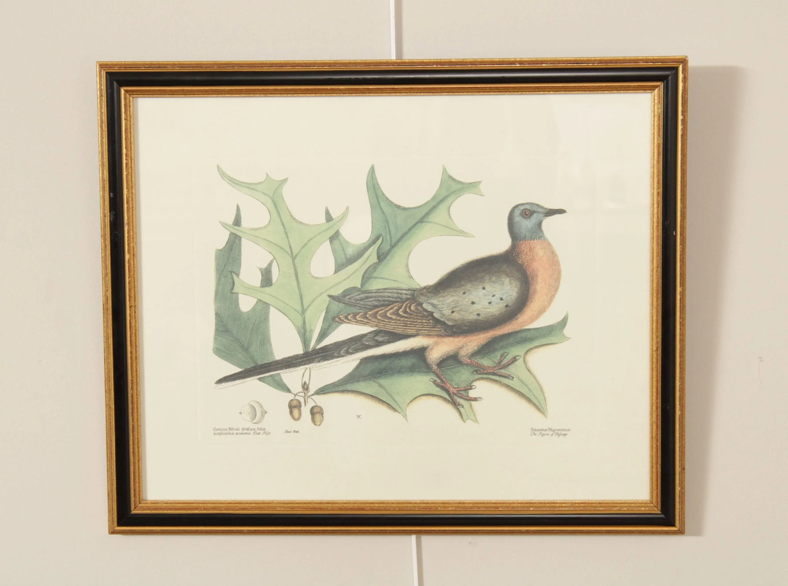 Vintage 'The Pigeon of Passage' Engraving after Mark Catesby - 2