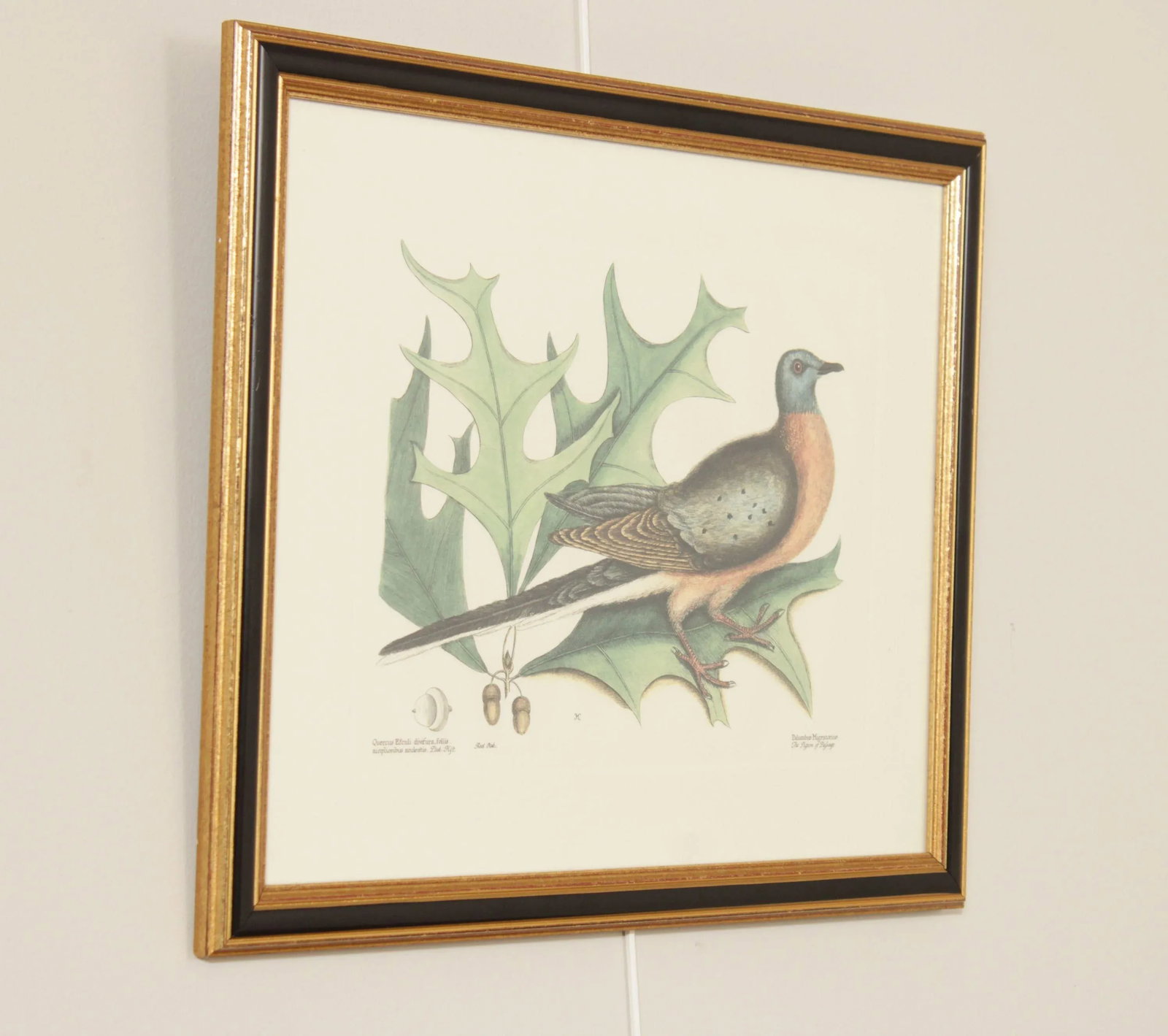 Vintage 'The Pigeon of Passage' Engraving after Mark Catesby - 3
