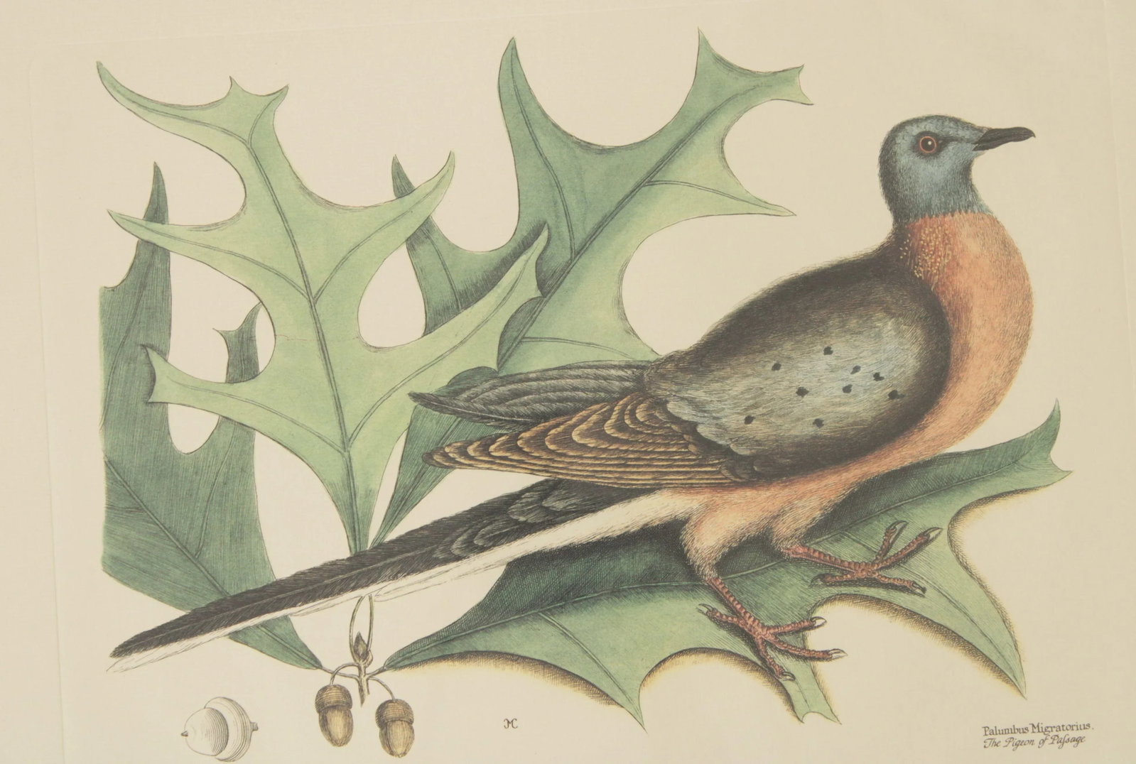 Vintage 'The Pigeon of Passage' Engraving after Mark Catesby - 6