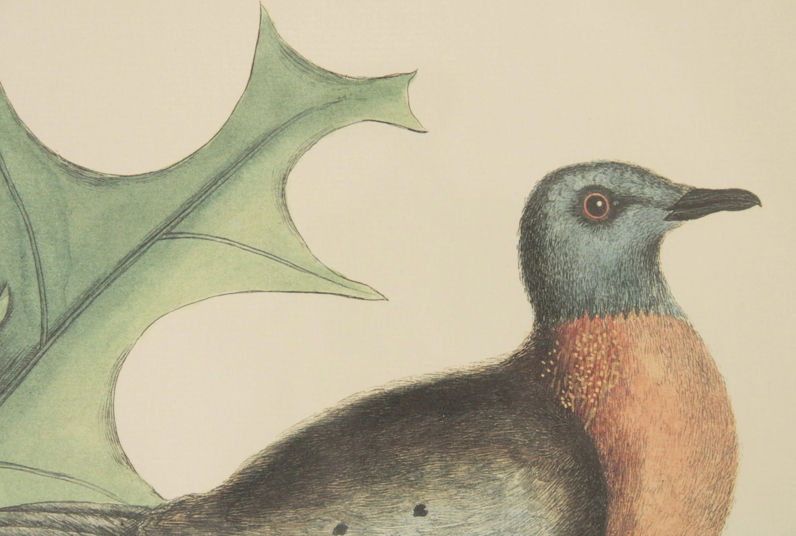 Vintage 'The Pigeon of Passage' Engraving after Mark Catesby - 7
