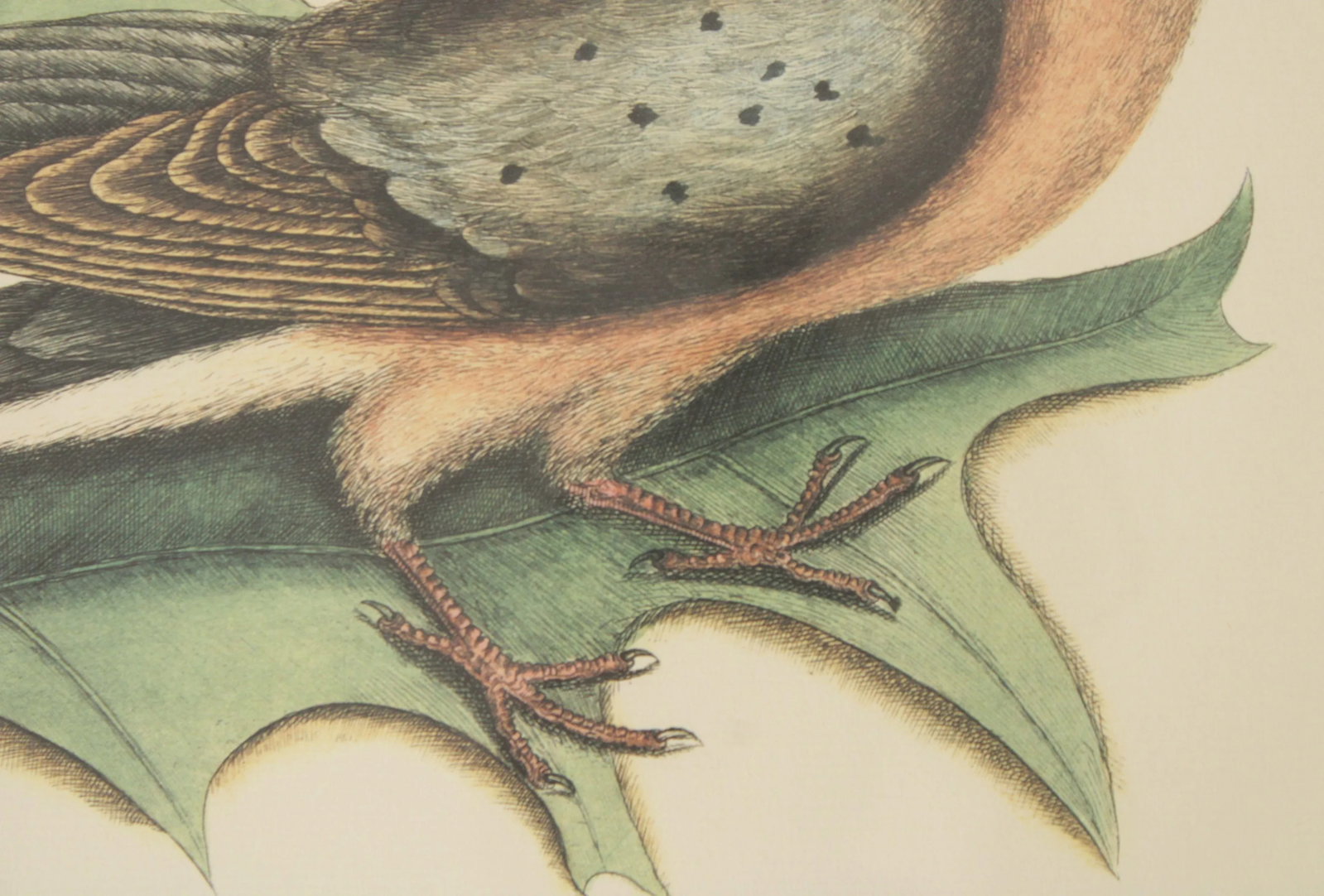 Vintage 'The Pigeon of Passage' Engraving after Mark Catesby - 8