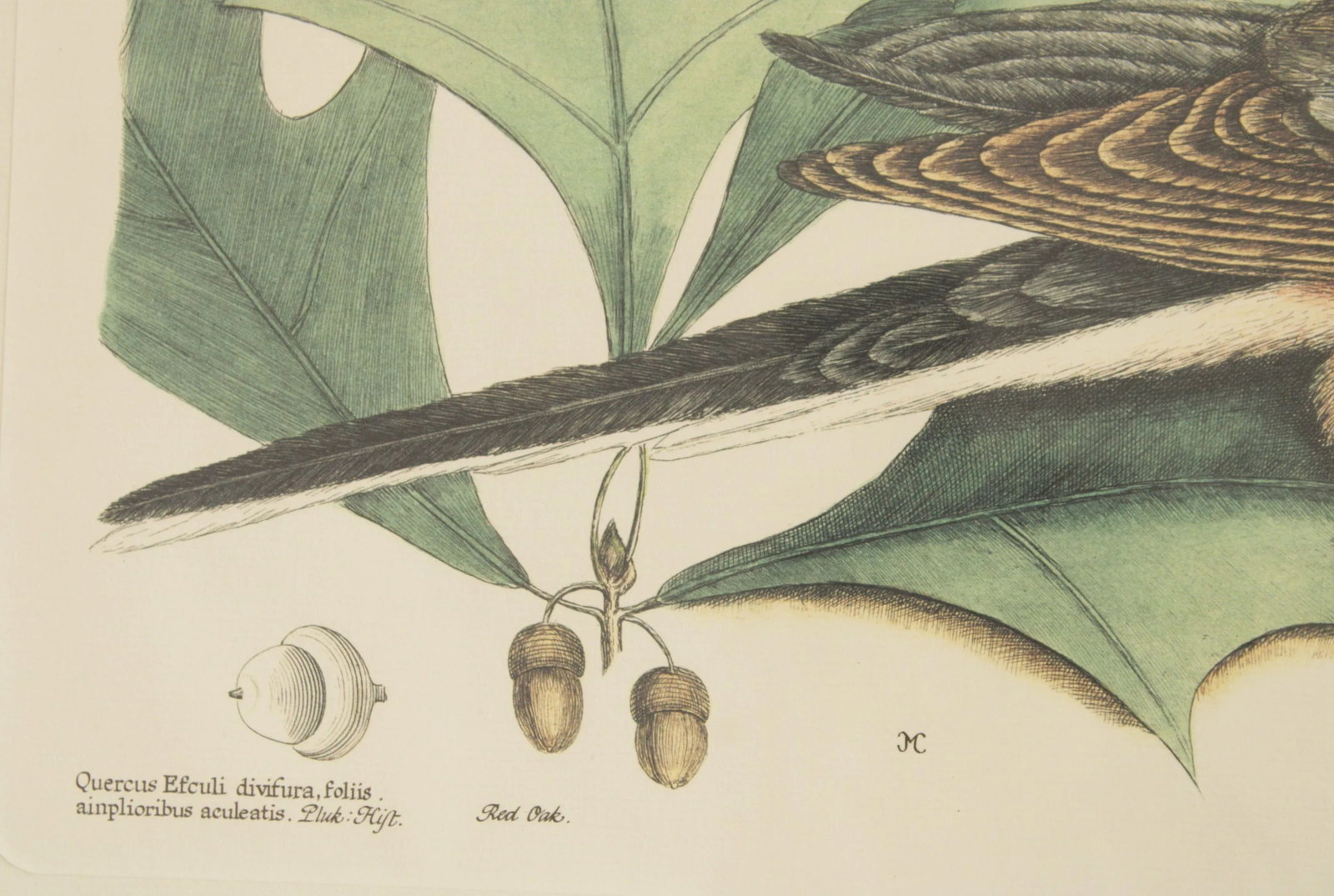 Vintage 'The Pigeon of Passage' Engraving after Mark Catesby - 9