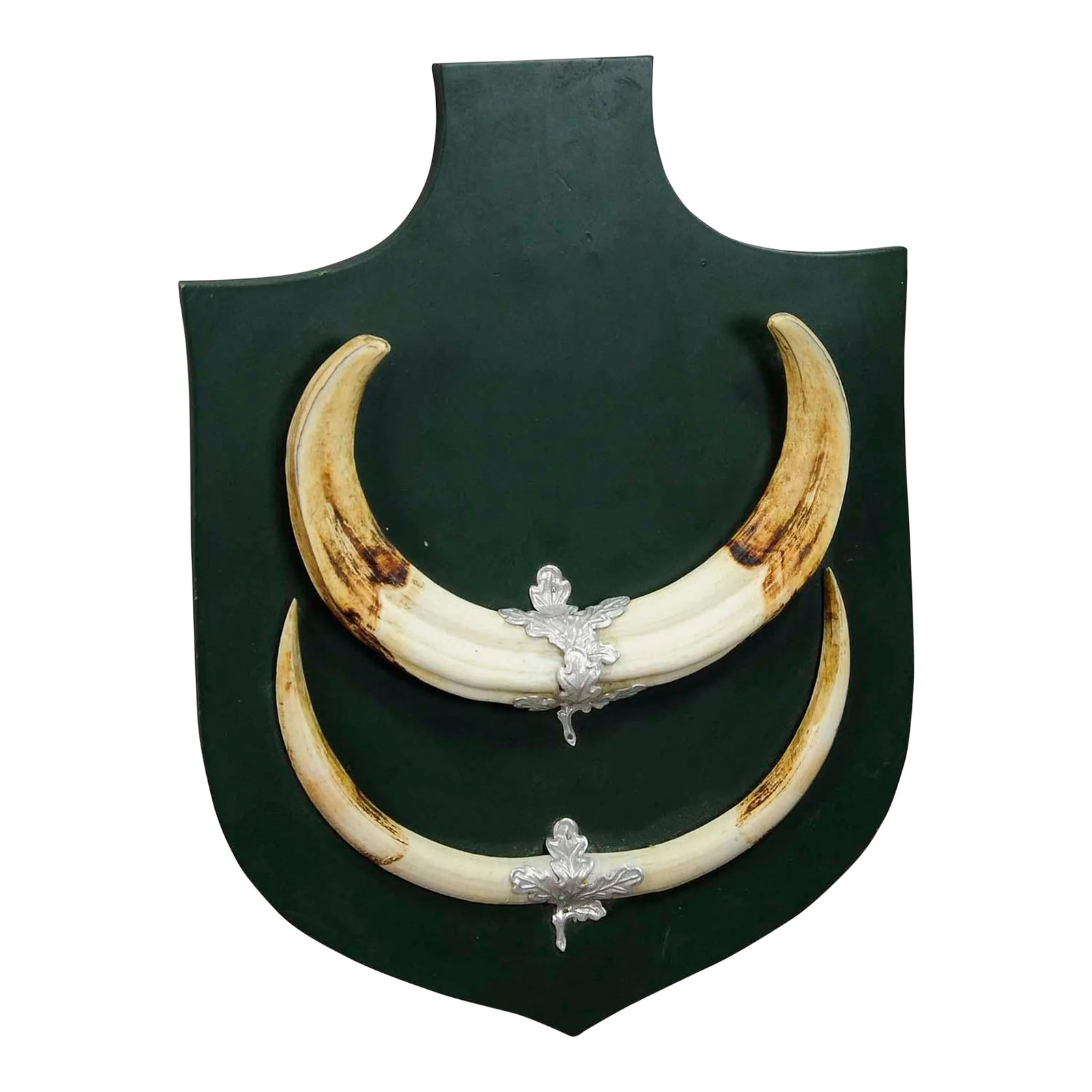 Great Wild Boar Trophy Mount on Wooden Plaque Ca. 1950s: Great Wild Boar Trophy Mount on Wooden Plaque ca. 1950s A large vintage wild boar (Sus scrofa) trophy on wooden plaque with dark green finish. The trophy comes from the stately home of Palace Salem