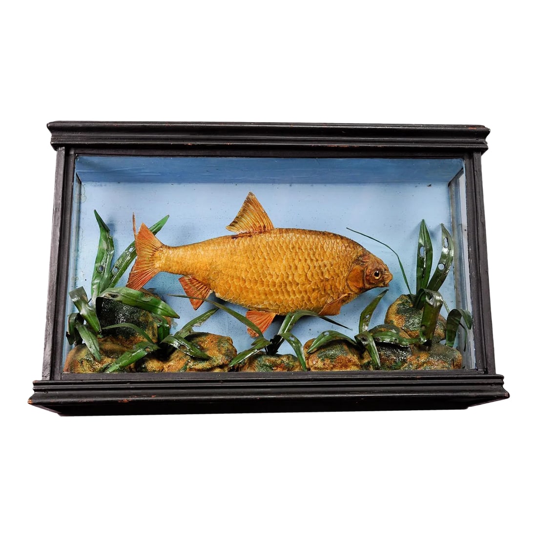 1900s Antique Glass Diorama With Bream: Antique Glass Showcase with Bream ca. 1900 A large early 20th century taxidermy of a bream (Abramis brama). It is mounted in a setting of reeds and grasses in a wooden vitrified case. Made in Germany