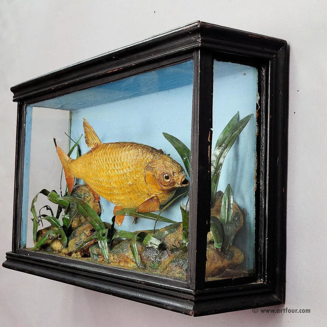 1900s Antique Glass Diorama With Bream - 2