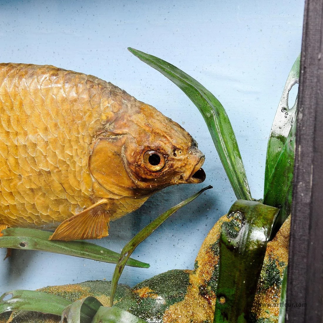 1900s Antique Glass Diorama With Bream - 3