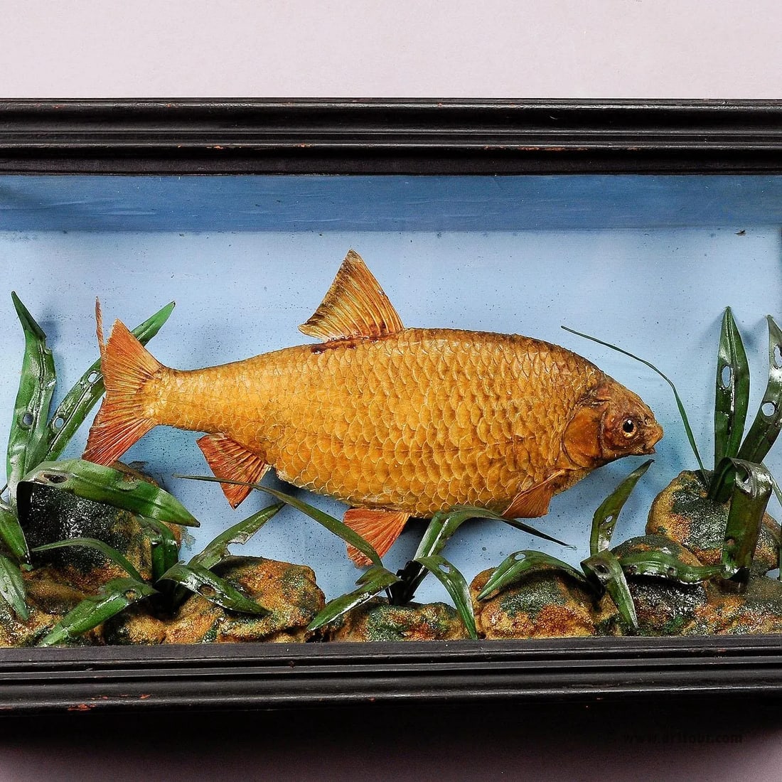1900s Antique Glass Diorama With Bream - 4