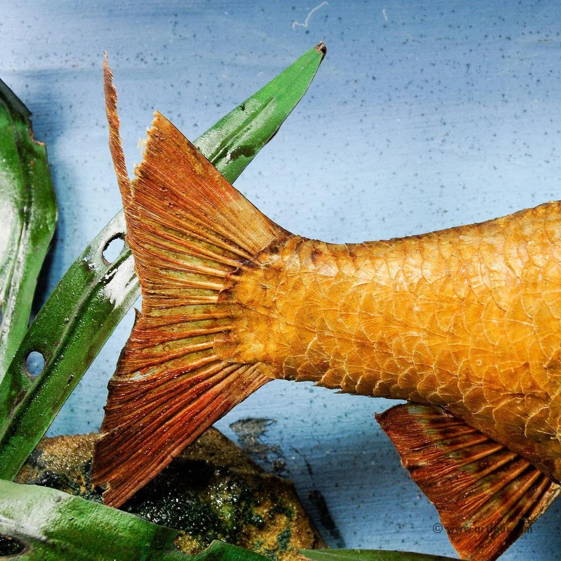 1900s Antique Glass Diorama With Bream - 5
