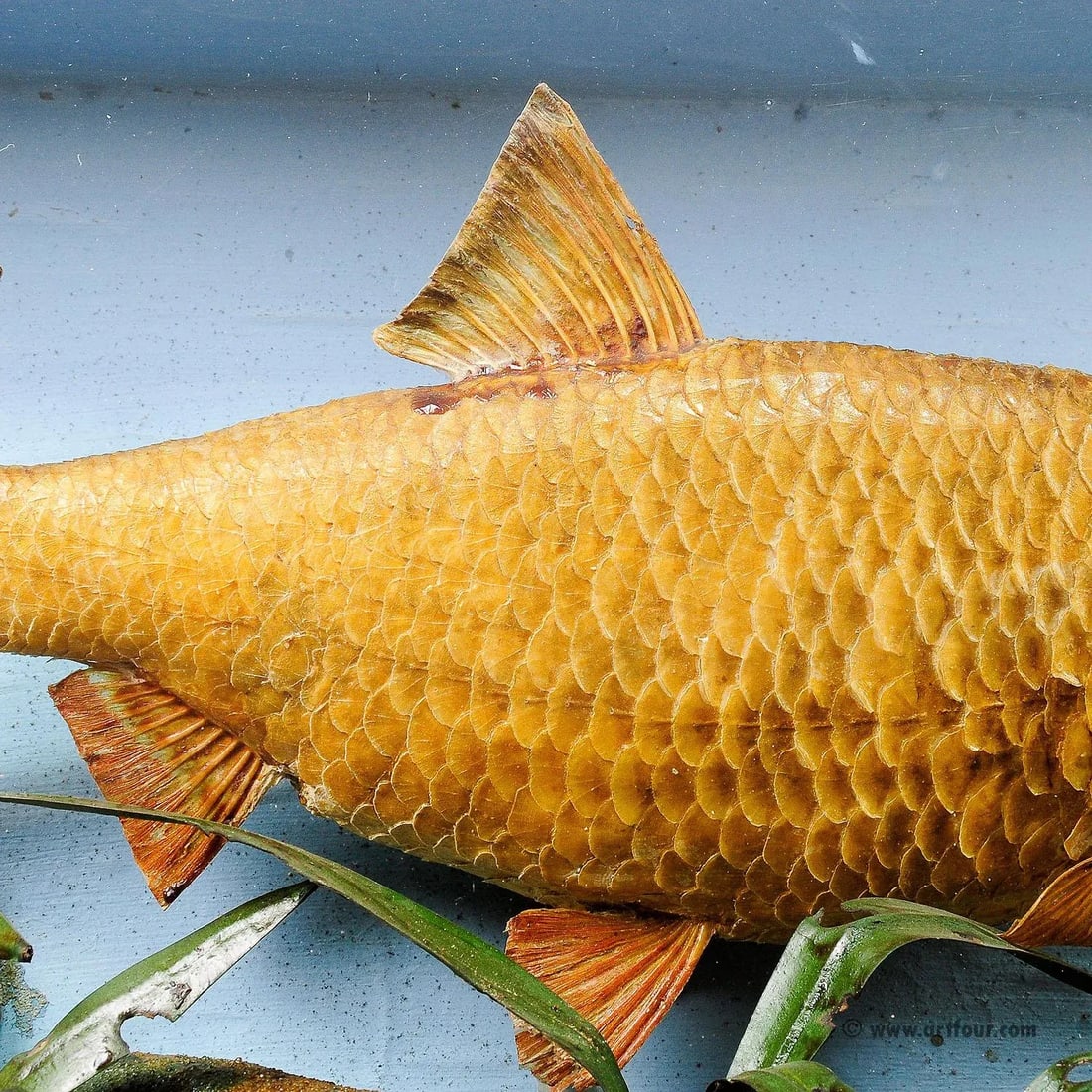 1900s Antique Glass Diorama With Bream - 6