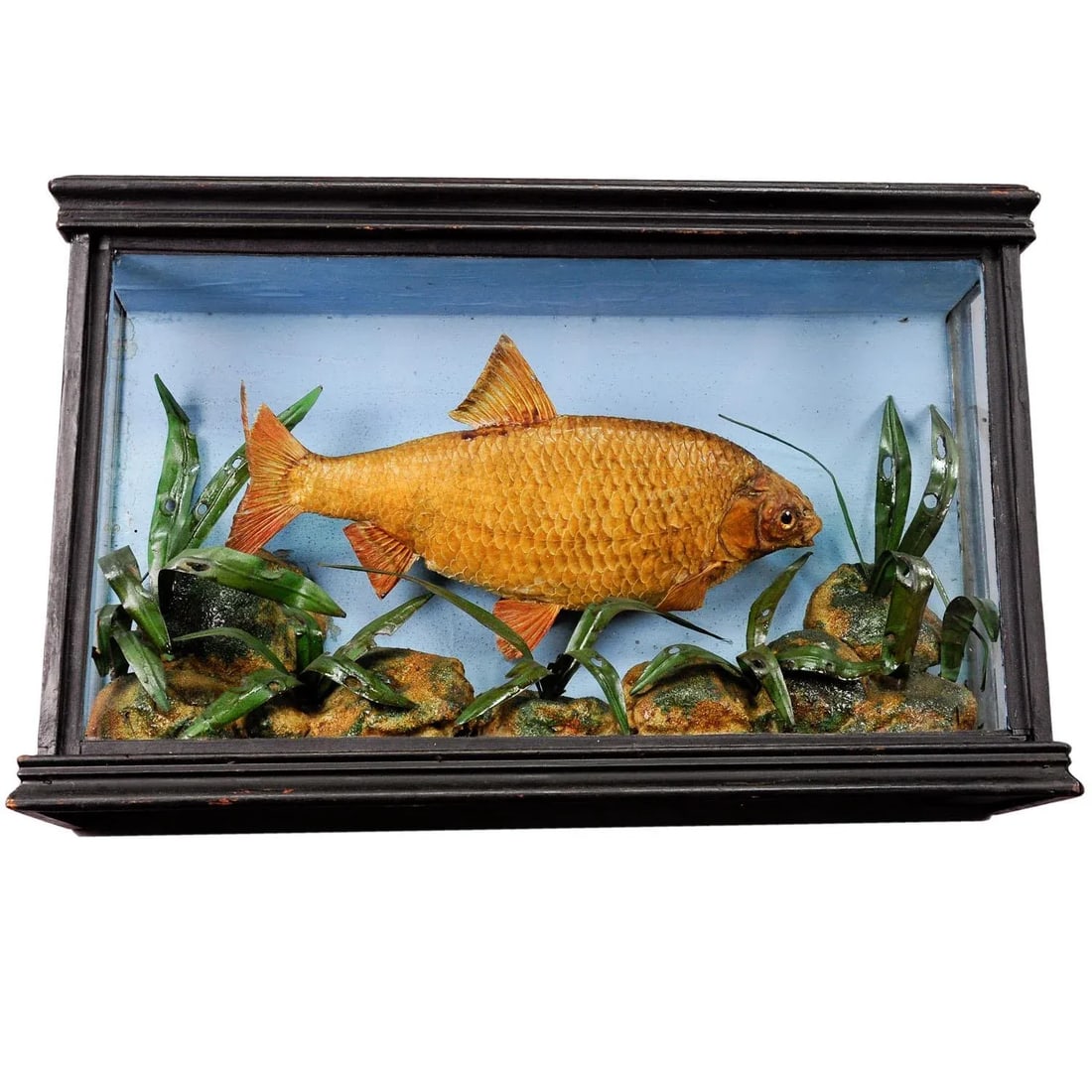 1900s Antique Glass Diorama With Bream - 7
