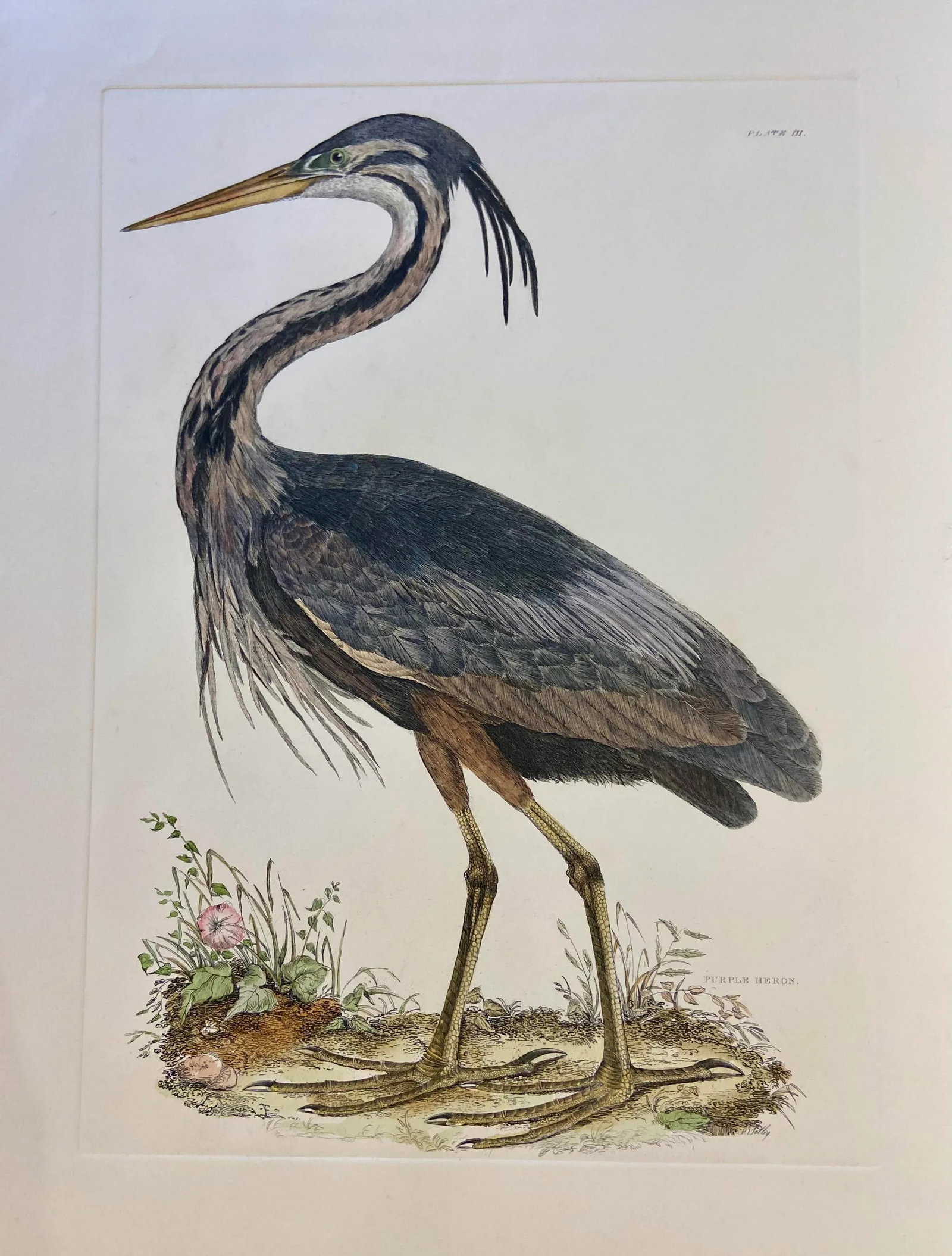 1990s Purple Heron After Selby, Large Cottage Print (1 of 6)