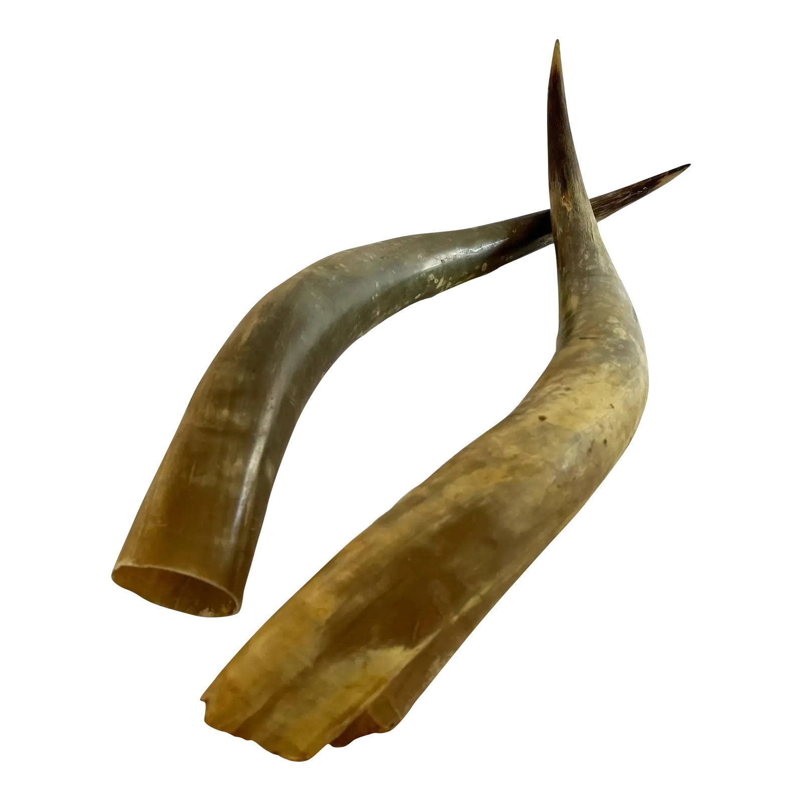 1950s Longhorn Horns Bull Horns Southwest DâË†Å¡Ã‚Â©: This pair of Longhorn horns add a warm, masculine touch to a southwest, ranch, rustic farmhouse or eclectic décor scheme. These horns make a stunning accent in a tablescape centerpiece design