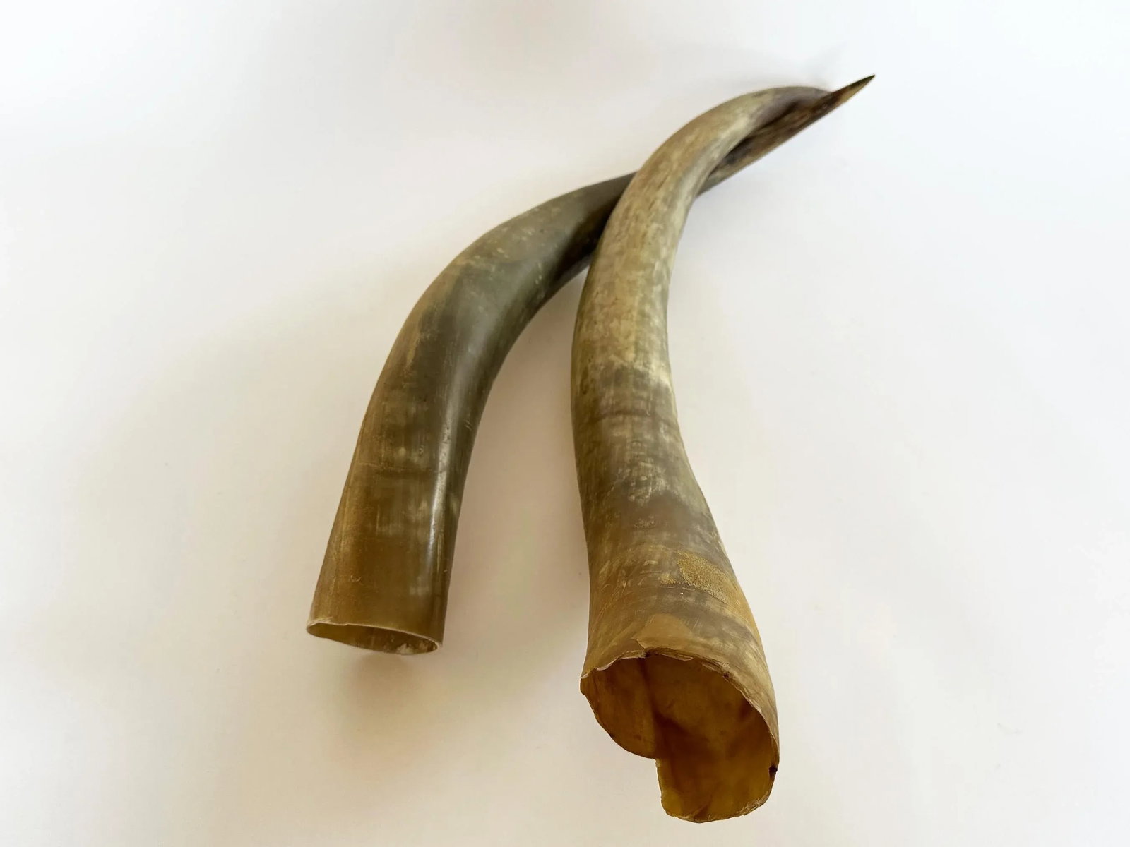 1950s Longhorn Horns Bull Horns Southwest DâË†Å¡Ã‚Â© - 3