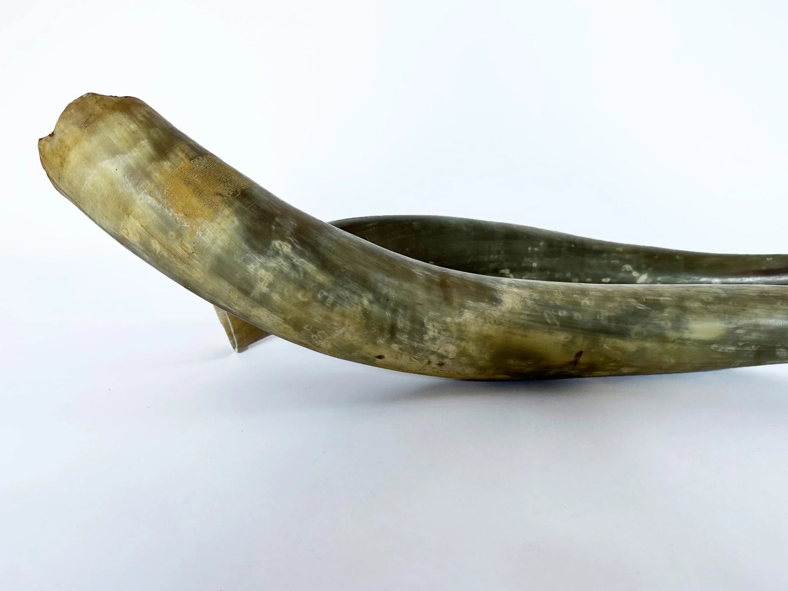 1950s Longhorn Horns Bull Horns Southwest DâË†Å¡Ã‚Â© - 6