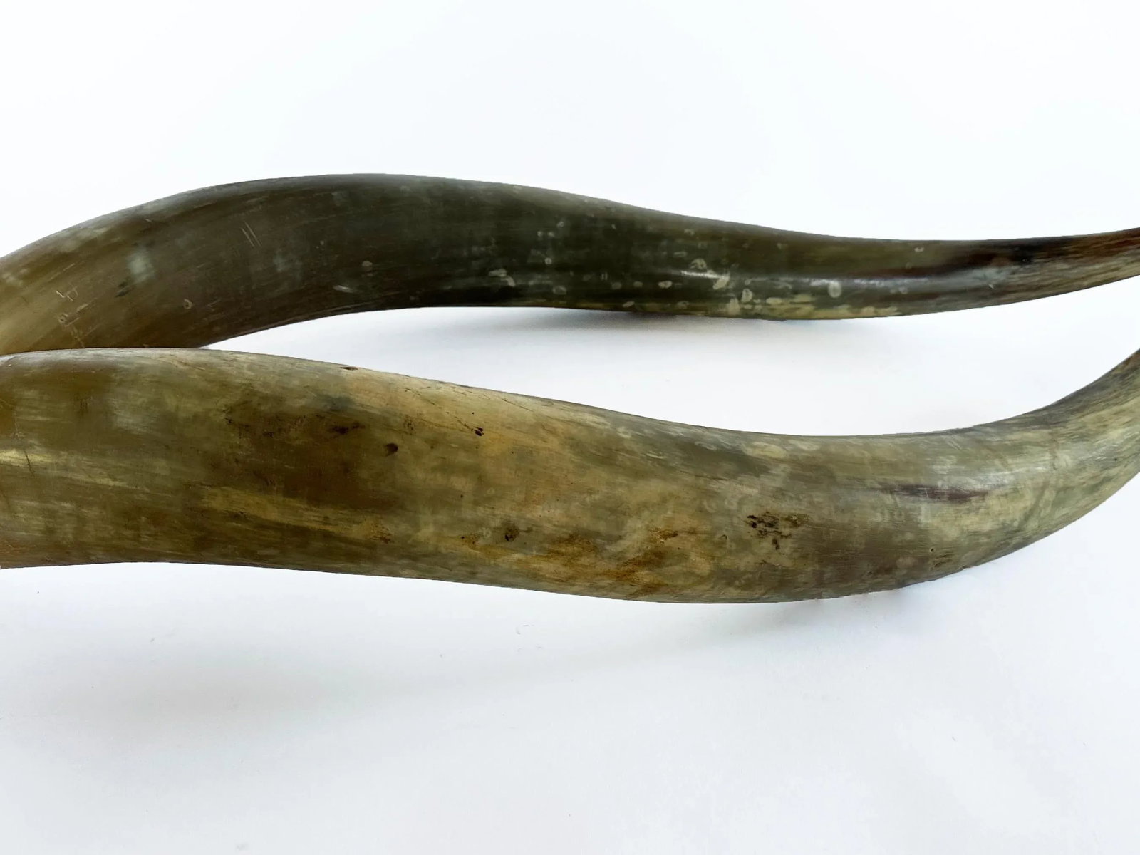 1950s Longhorn Horns Bull Horns Southwest DâË†Å¡Ã‚Â© - 8
