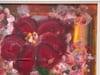 Ameryllis Study 1 - Miniature Abstract Floral Canvas Art by Contemporary Artist 2005 - 2